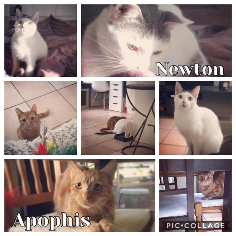 Newton & Apophis