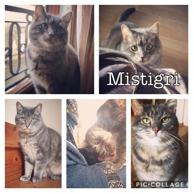 Mistigri